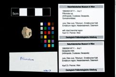 Foto (Objekt + Etikett) von Pithonoton sp.  (NHMW-GEO-1990-0041-4711)